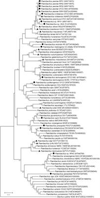 Functional Analysis and Genome Mining Reveal High Potential of Biocontrol and Plant Growth Promotion in Nodule-Inhabiting Bacteria Within Paenibacillus polymyxa Complex